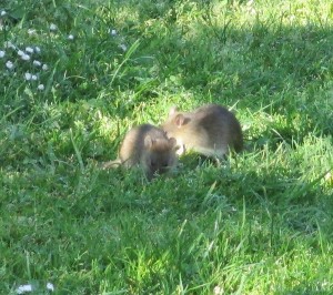 Même les souris sont à leur aise