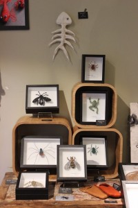 cabinet de curiosités